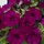 Петуния мультифлора Мамбо Джи Пи Дип Парпл 10 драже