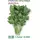 Японская скрытница (петрушка) Мицуба 0,5 г Сады Азии