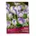 Крокус крупнокорончатый Уэйл Шарк 10 шт ПОИСК