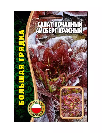 Салат кочанный Айсберг красный 1000 шт РЕДКИЕ СЕМЕНА