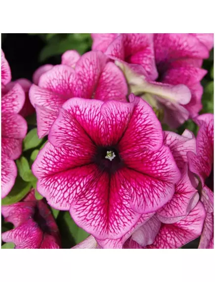 Петуния грандифлора Лимбо Джи Пи Орхид Вейнед F1 10 шт ПОИСК