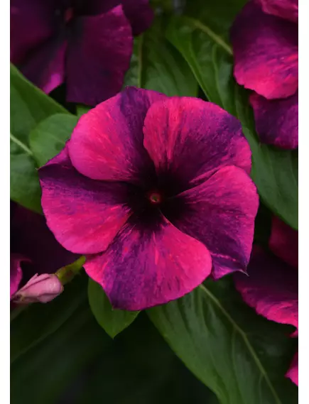 Катарантус (Винка) Тату Блэк Черри розовый F1 5 шт РЕДКИЕ СЕМЕНА