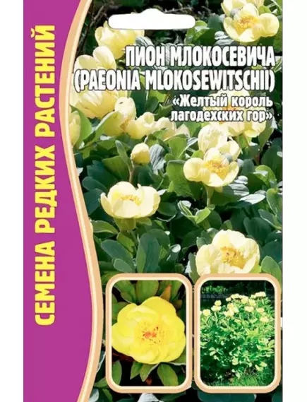 Пион Млокосевича 3 шт РЕДКИЕ СЕМЕНА