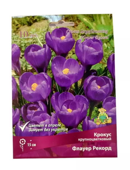 Крокус крупнокорончатый Флауер Рекорд 10 шт ПОИСК