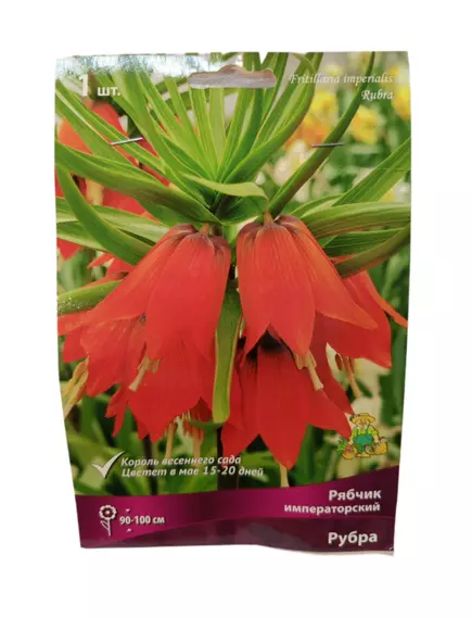 Рябчик императорский Рубра ПОИСК