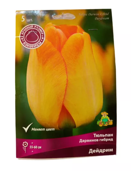 Тюльпан дарвинов гибрид Дейдрим 5 шт ПОИСК
