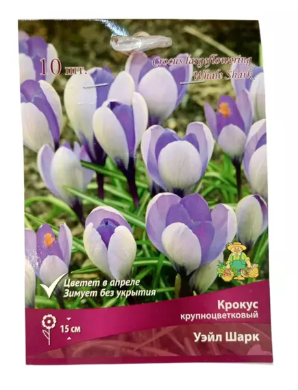 Крокус крупнокорончатый Уэйл Шарк 10 шт ПОИСК